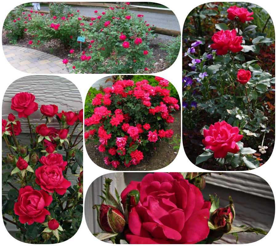 Double Knock Out róże rabatowe